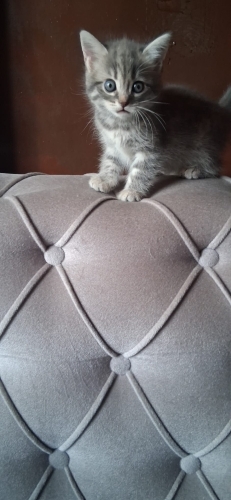 Birbirinden tatlı bebekler fotoğraf