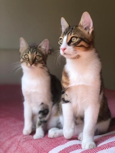 Oğluşumuz yuvasını arıyor fotoğraf