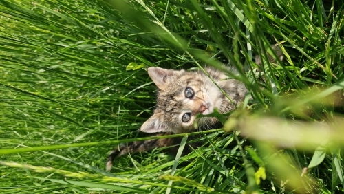 Yuva ariyor yavru kedi fotoğraf