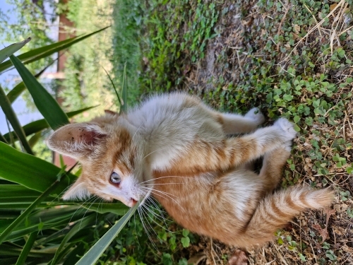 Yavru kedi yuva ariyor fotoğraf