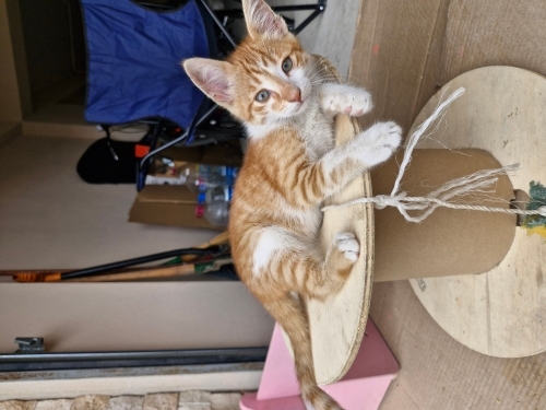 Yavru kedi yuva ariyor fotoğraf