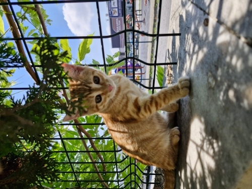 Yavru kedi yuva ariyor fotoğraf