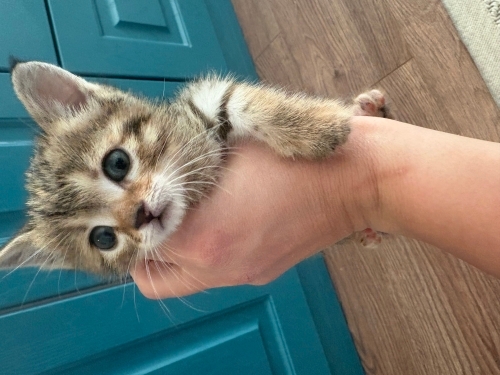 30 günlük yavru kedi fotoğraf