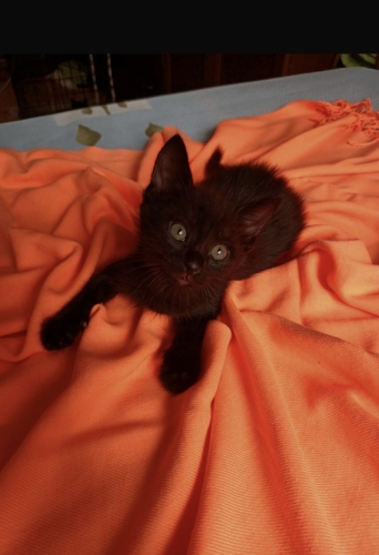 Bebek yuva bekliyor fotoğraf