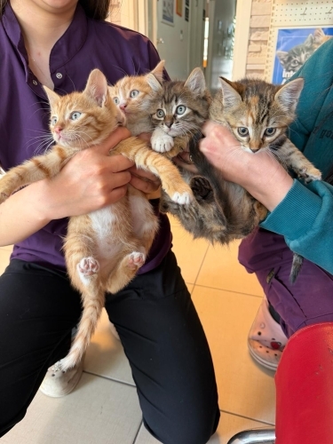 4 tane yavru kardeş kedi fotoğraf