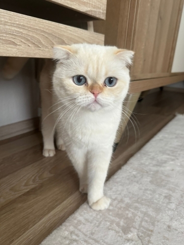 Ücretsiz pofidik scottish fold yuva arıyoruz fotoğraf
