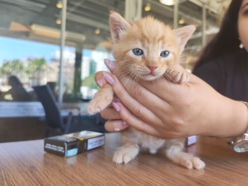 Tatlı mi tatlı sarman yavru fotoğraf