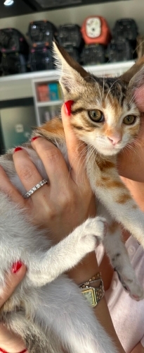 Çerez bebek ömürlük yuvasını arıyor fotoğraf