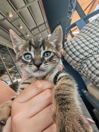 Tatlı mi tatlı bebek yuva arıyor fotoğraf