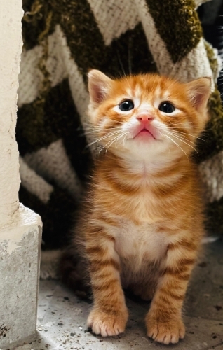 Sarman erkek yavru kedi fotoğraf