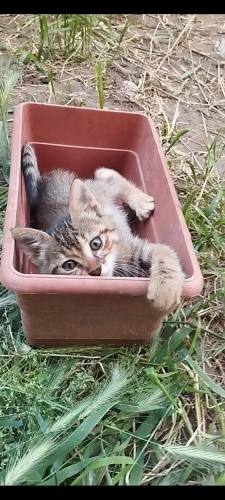 1.5 aylık, kuru mama ve kum alışkanlığı var fotoğraf