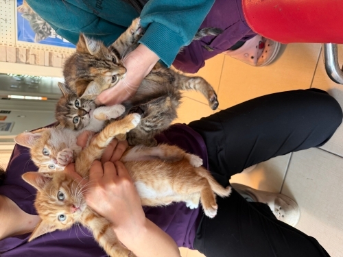 4 tane kardeş yavru kedi fotoğraf