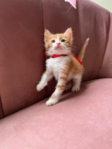 Çok Tatlı Sarman Bey Yuva Arıyor fotoğraf