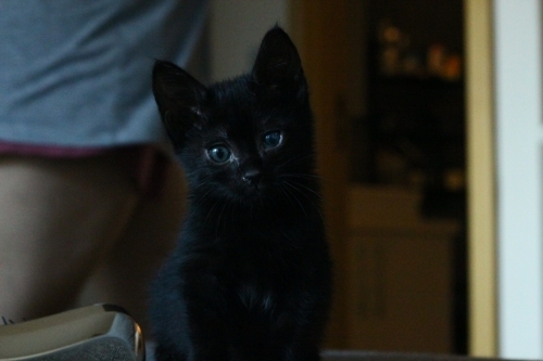 Biber'e ömürlük aile olmak ister misiniz? 🐾🖤 fotoğraf