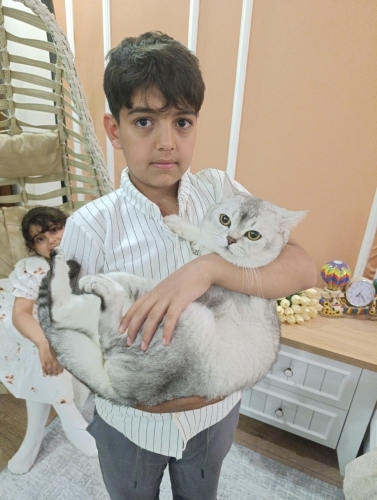 Çok uysal sevecen tuvalet eğitimi olan oğlumuza yuva arıyoruz fotoğraf