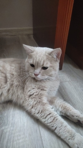 Bal oğlan yuva bekliyor fotoğraf