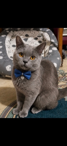Ücretsiz sahiplenme British kedi acil geçici veya ömürlük yuva fotoğraf