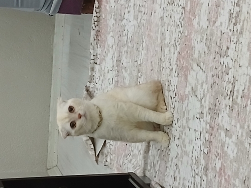 Acill oğluma yuva arıyorum fotoğraf