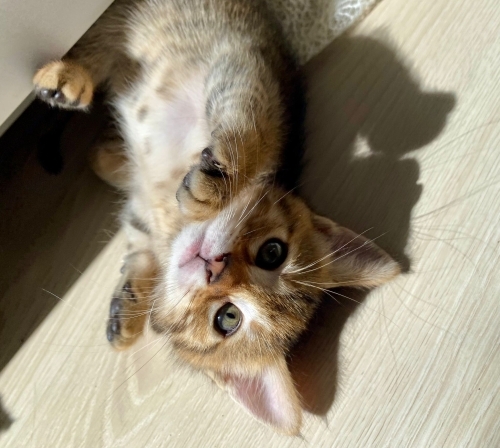 GÜZEL YAVRUYA ÖMÜRLÜK YUVA fotoğraf