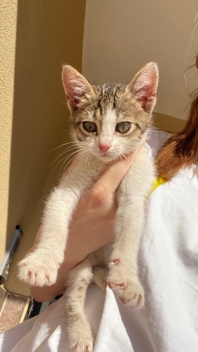 Annesi terk etmiş yavru kedi fotoğraf