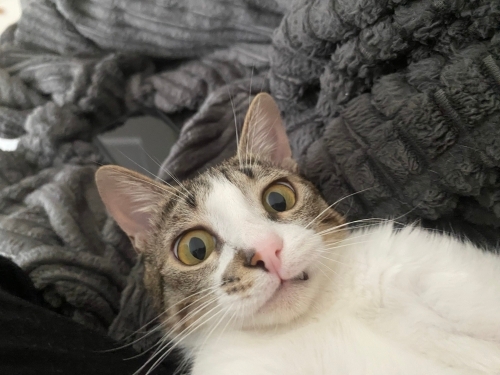 Uysal kedi müslüm çipi var fotoğraf