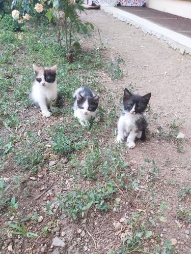 birbirinden güzel yavrulara ailelerini arıyoruz fotoğraf
