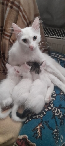 Ucret talebi yok, Korumaya alındı doğum yaptı 3 yavru var ,kalıcı yuva aranıyor fotoğraf