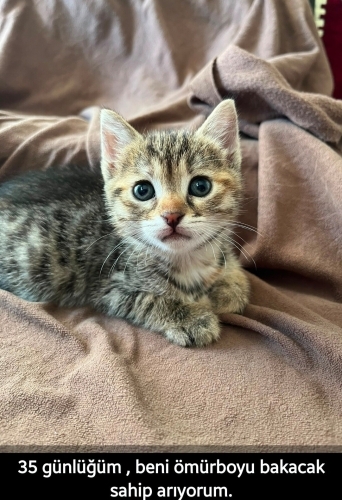 Annesiz bulundu sokaktan korumaya alındı, acil yuva aranıyor fotoğraf