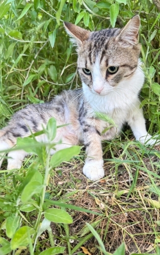 Çimen Göz Sokak Oğlumuza Yuva (Arka Ayağında Engel Var) fotoğraf