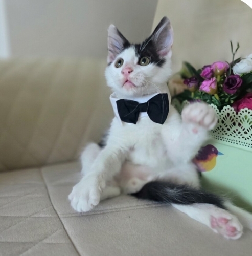 Bobo size gelsin mi fotoğraf