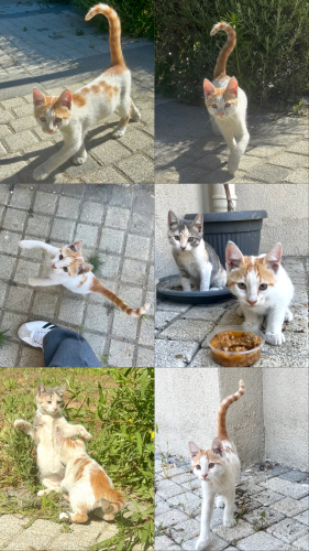 Oyuncu klasik bir sarı fotoğraf