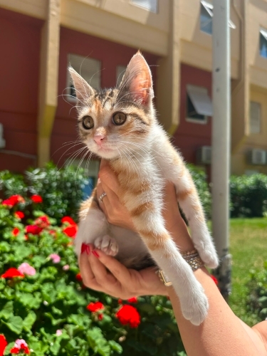 Şans kedisi Calico bebek Çerez ömürlük yuvasını arıyıor fotoğraf