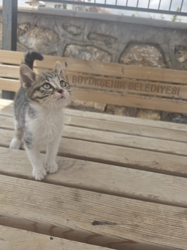 Haylaz kediye yuva arıyoruz. fotoğraf