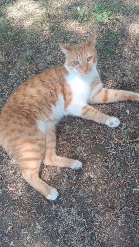 Turunç evini çok özlüyor fotoğraf