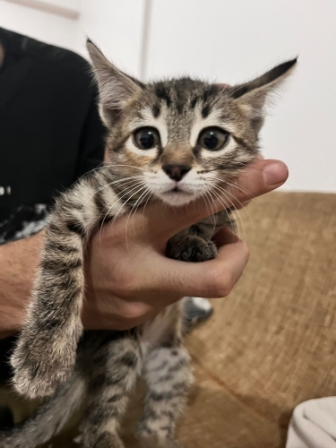 Veteriner öğrencisinden, temiz kedi fotoğraf