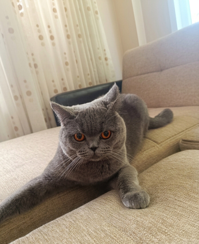 British Shorthair Sahiplendiriliyor fotoğraf