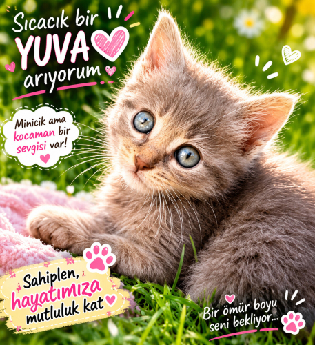 Pamuk gibi gri yavru kediye sıcak yuva fotoğraf