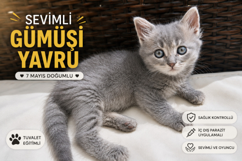 Pamuk gibi gri yavru kediye sıcak yuva fotoğraf