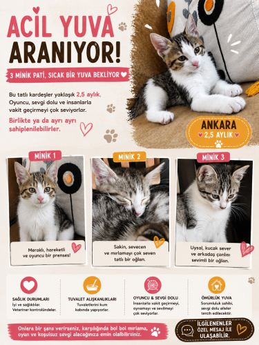 Tatlış yavrulara acil sıcak yuva arıyoruz fotoğraf