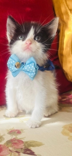 Birbucuk aylik oyuncu ogluss fotoğraf