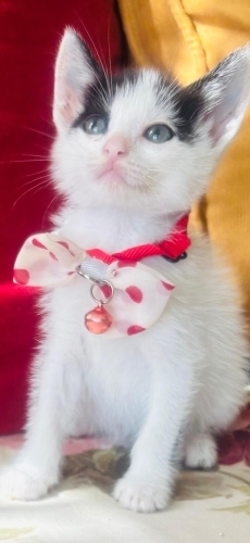 Birbucuk aylik tatlisss fotoğraf