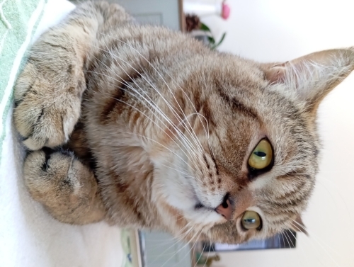 Çetom yuva arıyor 🥰 fotoğraf