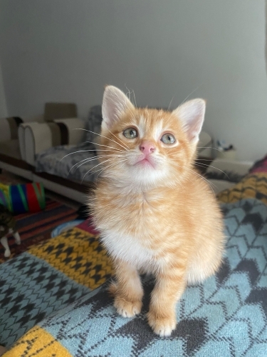 Acil Ankara yuva fotoğraf