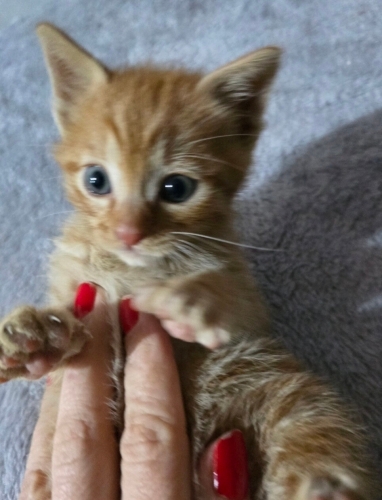 Ufacık Patiler, Masum Gözler, Sıcacık Bir kalp fotoğraf