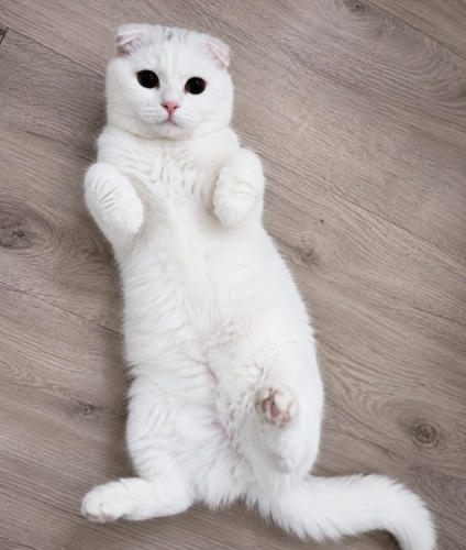 KİMSEM YOK BENİM AİLEM OLUR MUSUN ? fotoğraf