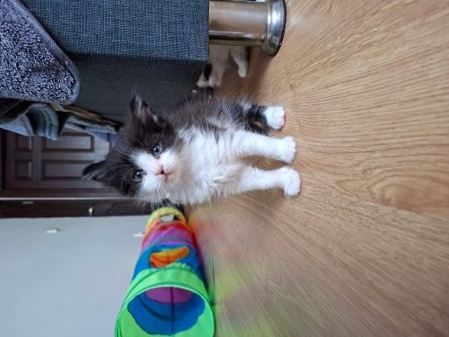 Enerji topu smokin bebe fotoğraf