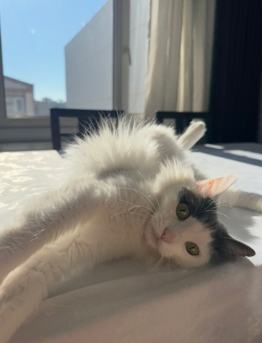 Canım Kedim Missy fotoğraf