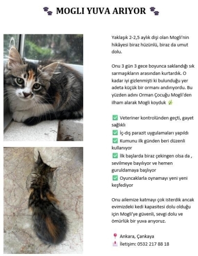 Mogli yuva arıyor fotoğraf