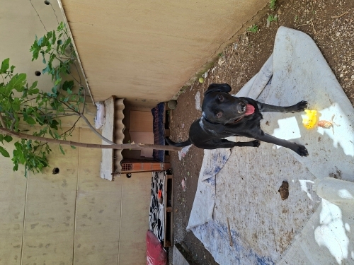 Ücretsiz Sahiplendirme Labrodor Retriever fotoğraf