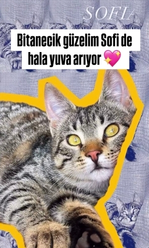 SOFİ AİLESİNİ ARIYOR fotoğraf